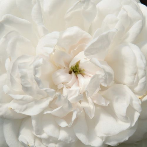 Rosa Boule de Neige - trandafir cu parfum intens - Trandafir copac cu trunchi înalt - cu flori tip trandafiri englezești - alb - François Lacharme - coroană tufiș - ,-